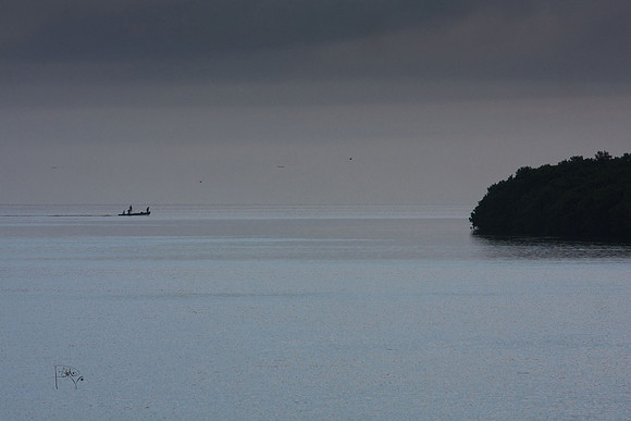 Early Morning Tarpon